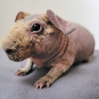 Cavia Skinny cucciolo con pedigree