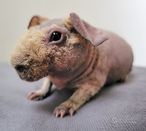 Cavia Skinny cucciolo con pedigree