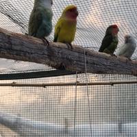 Coppie di pappagallini roseicollis