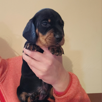 Cucciolo bassotto nero focato