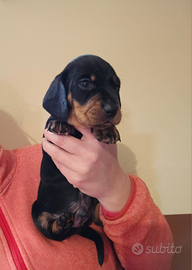 Cucciolo bassotto nero focato