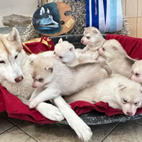 Siberian husky cuccioli