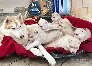 Siberian husky cuccioli