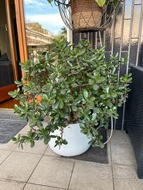 Crassula ovata giada