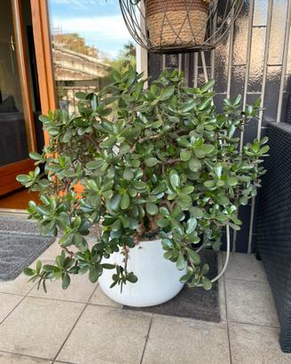 Crassula ovata giada