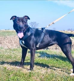 Atena simil Pitbull 5anni e 1/2 BUONISSIMA.MANTOVA