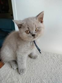 British shorthair con pedigree