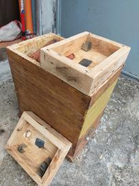 arnia fecondazione api regine