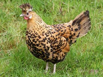 Appenzeller galline