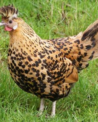 Appenzeller galline