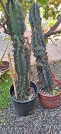 cactus ' cereus'