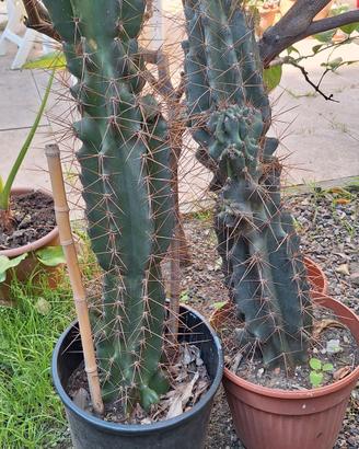 cactus ' cereus'