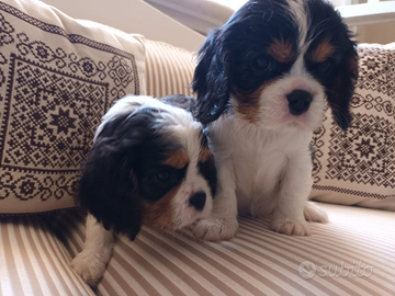 Cavalier king Ciarles Spaniel tricolor