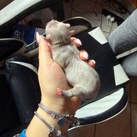 Chihuahua femmine cucciole