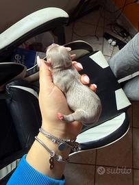 Chihuahua femmine cucciole