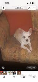 Chihuaua