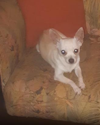 Chihuaua