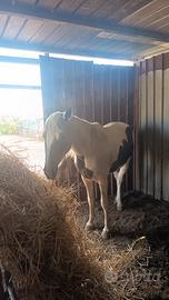 Cavallo castrone