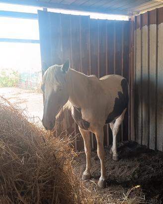 Cavallo castrone