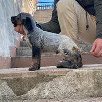 Cuccioli di Setter Inglese
