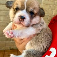 Corgi Pembroke cuccioli Roma