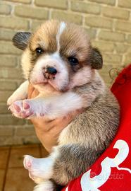 Corgi Pembroke cuccioli Roma