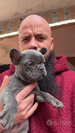 Cuccioli di bulldog francese blu
