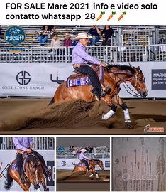 Cavalli