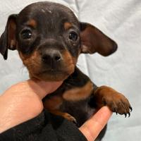 Pinscher nero focato