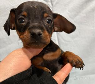 Pinscher nero focato