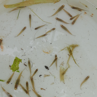 Pesci gambusie mangiano zanzare