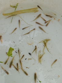 Pesci gambusie mangiano zanzare