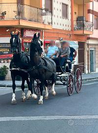 Pariglia di KWPN Gelder femmine