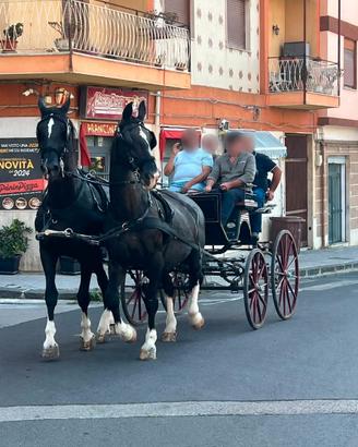 Pariglia di KWPN Gelder femmine