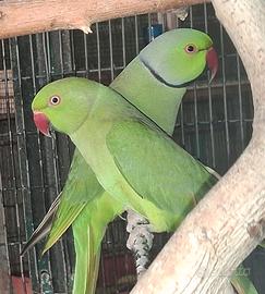 Coppia parrocchetti dal collare