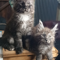 Maine Coon black Smoke Cuccioli