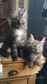 Maine Coon black Smoke Cuccioli