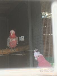 Cacatua coppia