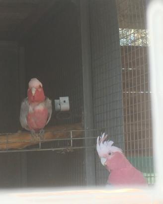 Cacatua coppia