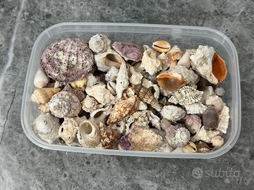 Kit di conchiglie miste per decorazioni