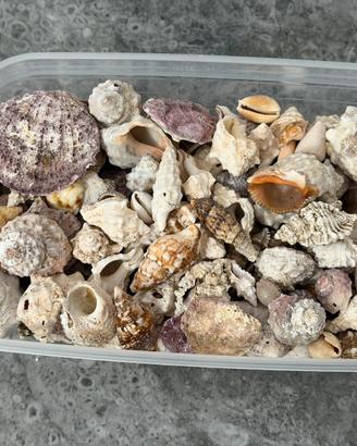 Kit di conchiglie miste per decorazioni