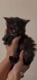 Cucciola di Maine Coon