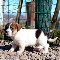 Jack Russell