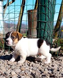 Jack Russell