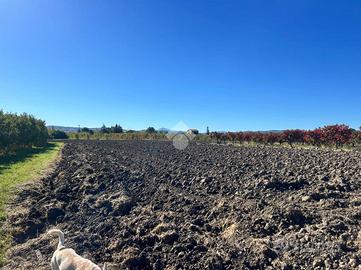 TER. AGRICOLO A SAVIGNANO SUL PANARO