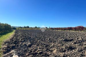 TER. AGRICOLO A SAVIGNANO SUL PANARO