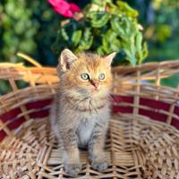 Gattino British Golden Ticket