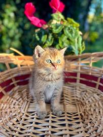 Gattino British Golden Ticket