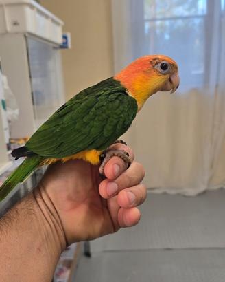 Pappagalli caicco testa gialla addomesticati