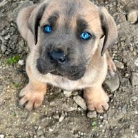 Cucciolo cane corso